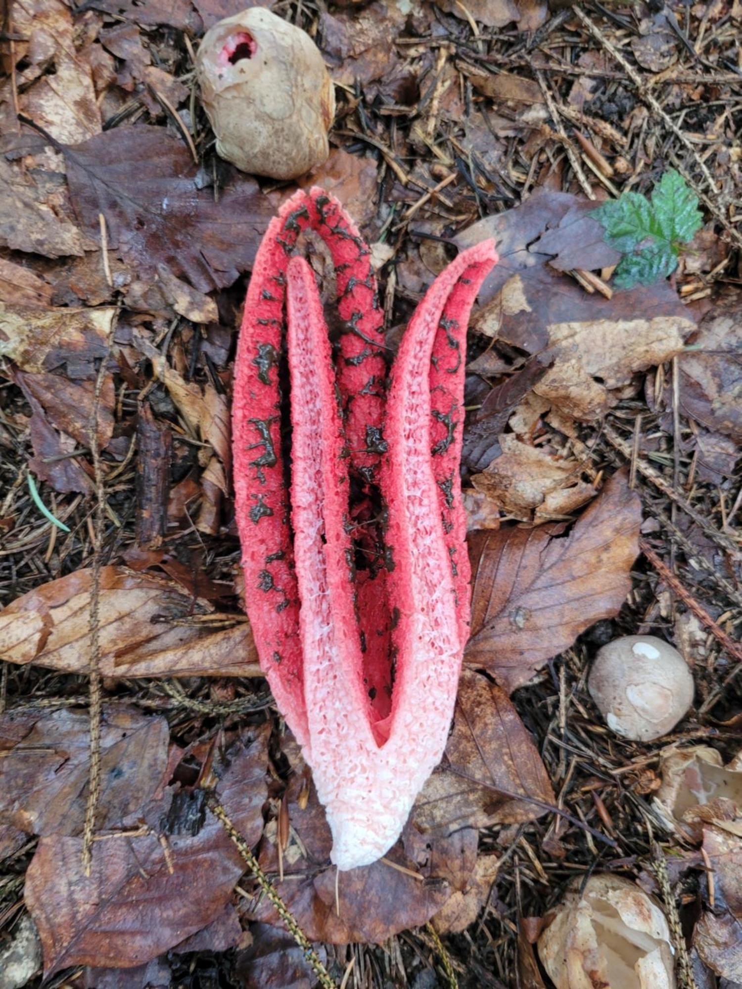 Forest Camp Dom W Gorach Sowich Michalkowa 外观 照片